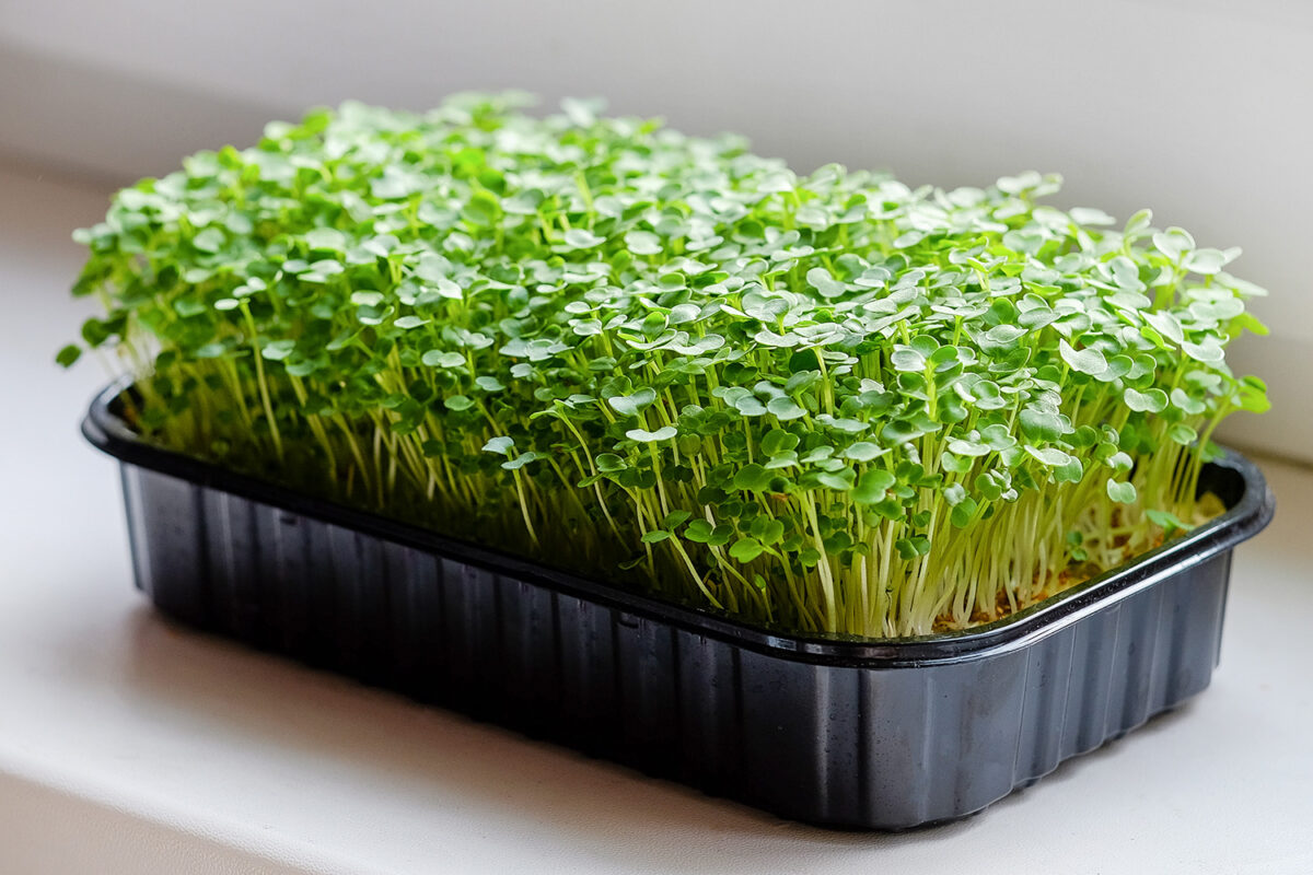 Mikrozielone warzywa: szmaragdowa energia na Twoim parapecie